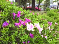 2013春の花.jpg